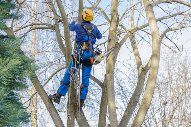 Best Emergency Tree Removal  in Harbour Heights, FL